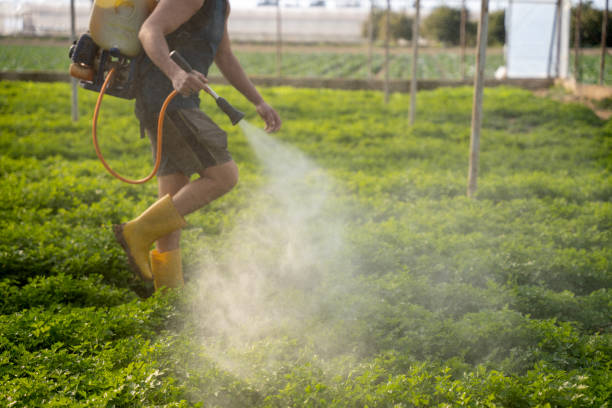 Best Ant Control Services  in St Marys, OH
