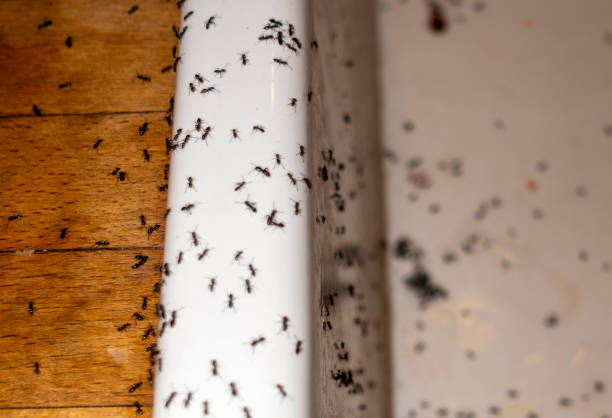 Best Affordable Pest Control Services  in St Marys, OH