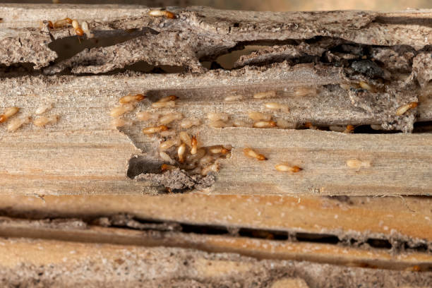Best Local Pest Control Services  in St Marys, OH