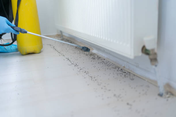 Best Pest Control Near Me  in St Marys, OH